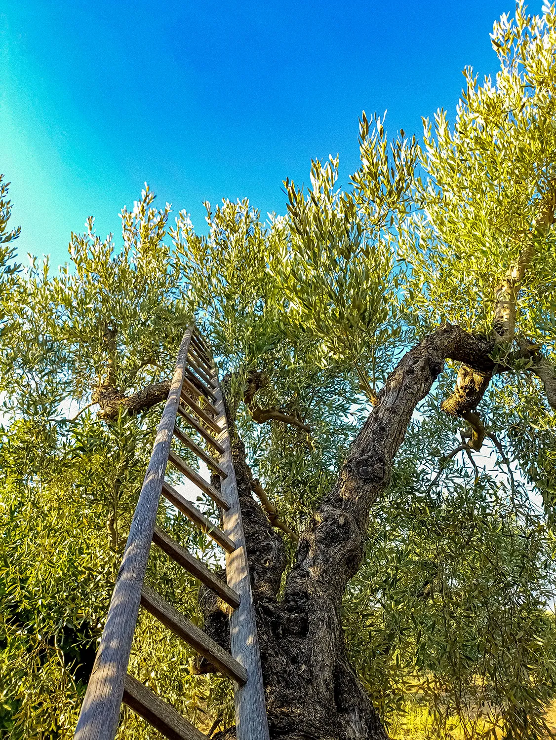 Scala in legno appoggiata su albero
